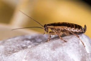 خطوات عمل عجينة الصراصير