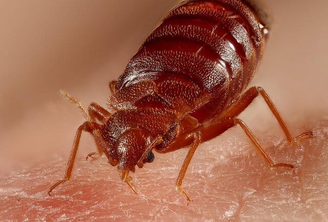 اعراض حشرة بق الفراش وعلاجه اعراض بق الفراش وعلاجه