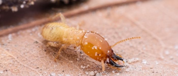 شركة مكافحة النمل الابيض بجدة (1) شركة مكافحة النمل الابيض بجدة