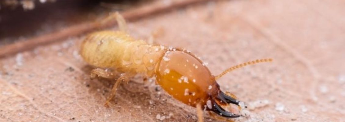dallahjeddah